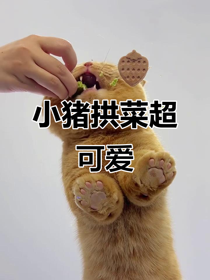 小猪拱白菜,口水拉丝萌态十足!