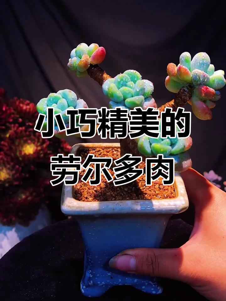 劳尔多肉植物,香气扑鼻又精致小巧