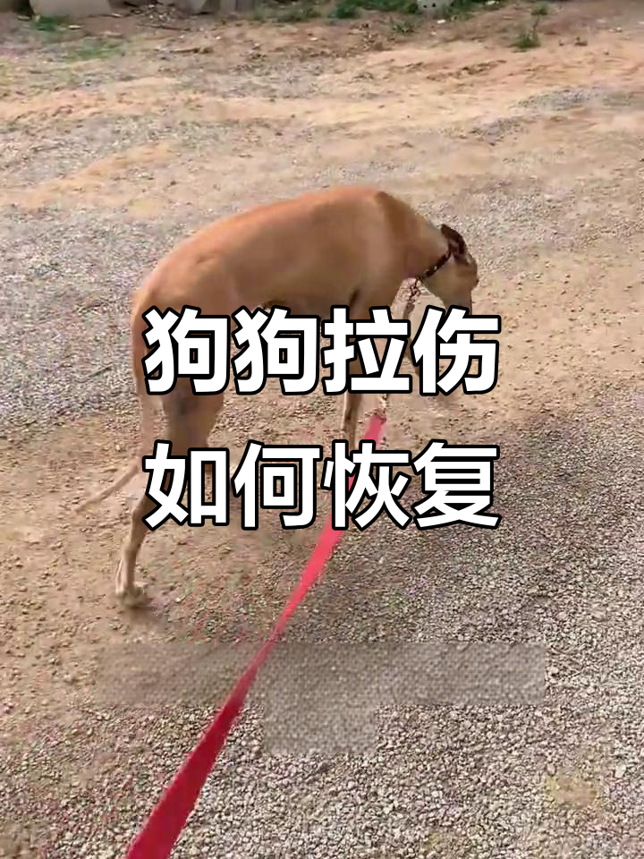狗狗肌肉拉伤恢复全攻略,别信“一针见效”