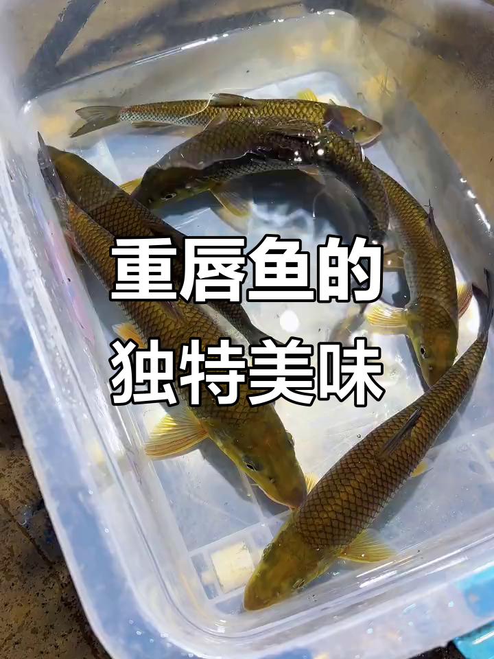 贵州周边城市必试的重唇鱼,送领导朋友超合适