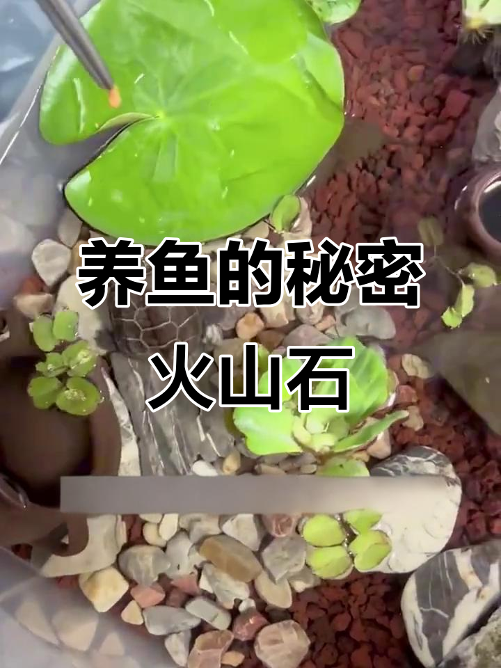 火山石为何成养鱼必备?这些好处你绝对想不到