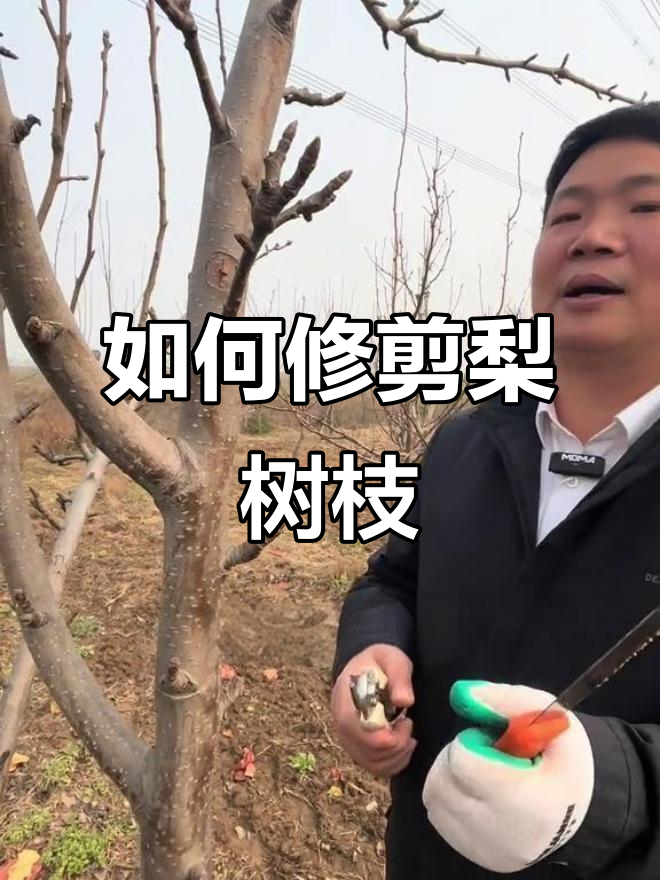 梨树鸡爪枝修剪技巧，如何让大梨结得更多