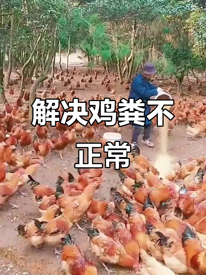 鸡粪便异常？教你彻底解决肠炎肠毒问题