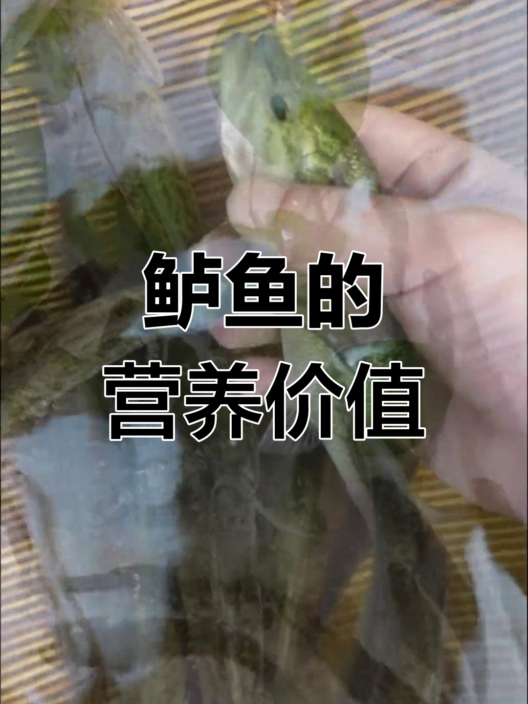鲈鱼:四大淡水名鱼之一,肉质鲜美