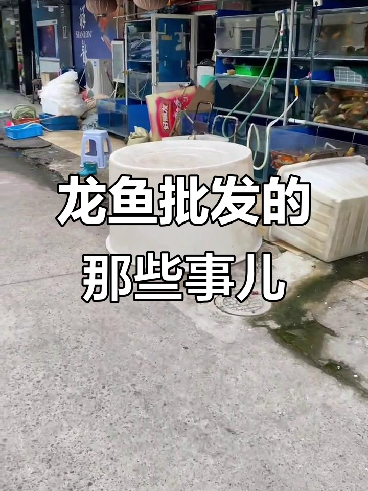 探访江浙沪最大龙鱼批发基地,合作洽谈进行中