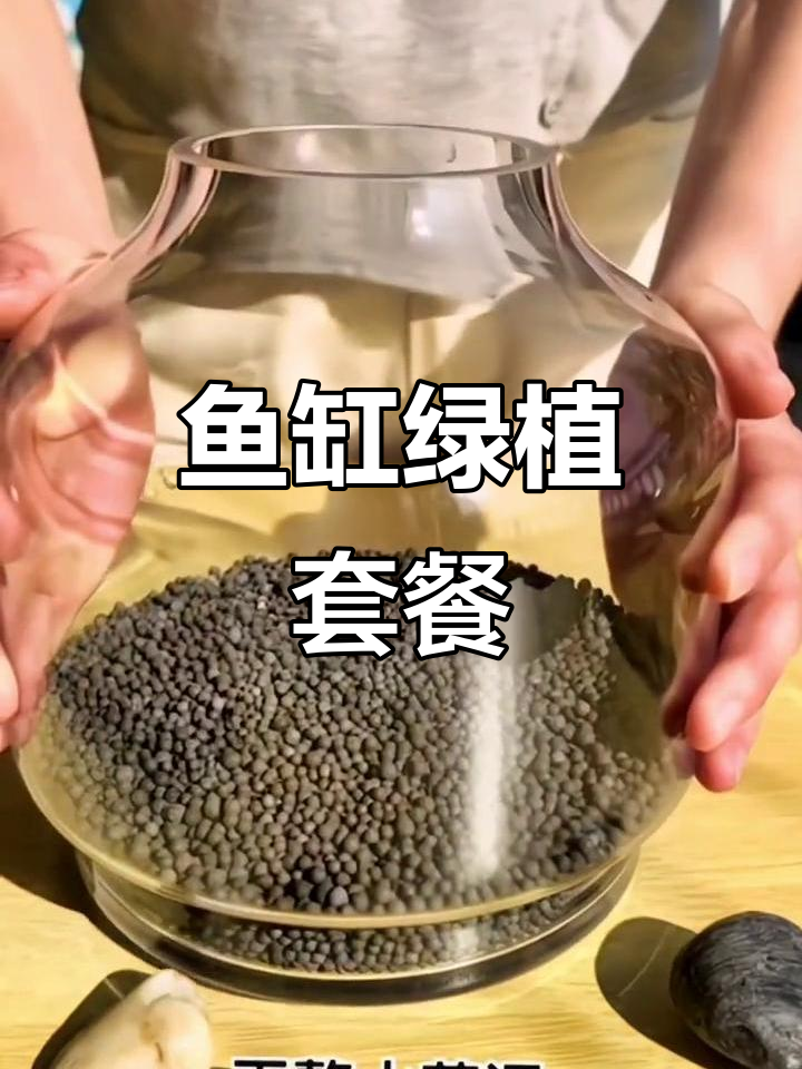 水草种子,造景必备,鱼缸里也能长出真实草坪!