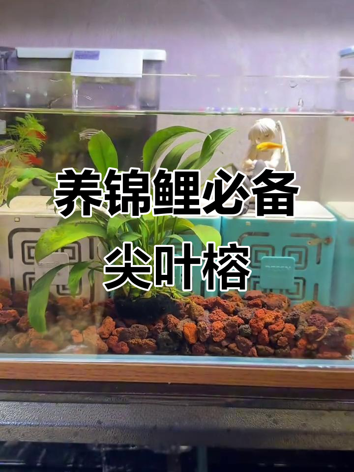 锦鲤鱼缸水草被咬?试试这个耐养的尖叶榕,净化水质又美观