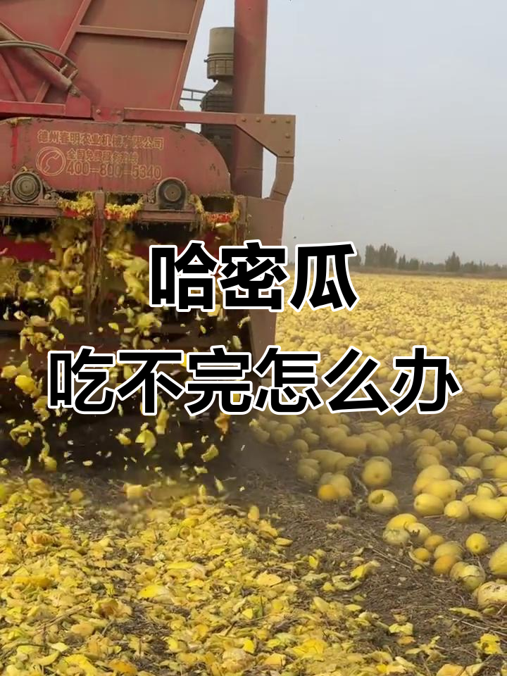 新疆哈密瓜吃不完?试试打瓜子,超有趣!