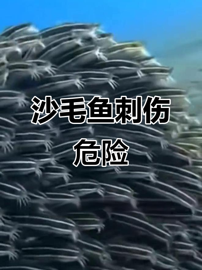 沙毛鱼的致命危害,钓友们小心被扎!