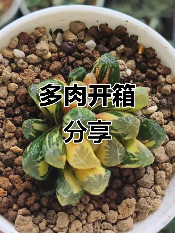 漳州祖培多肉开箱,彩色品种稳定,姜苗一年未开花