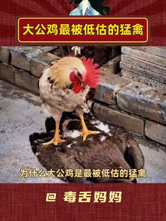 大公鸡除了怕铁锅,其它没怂过