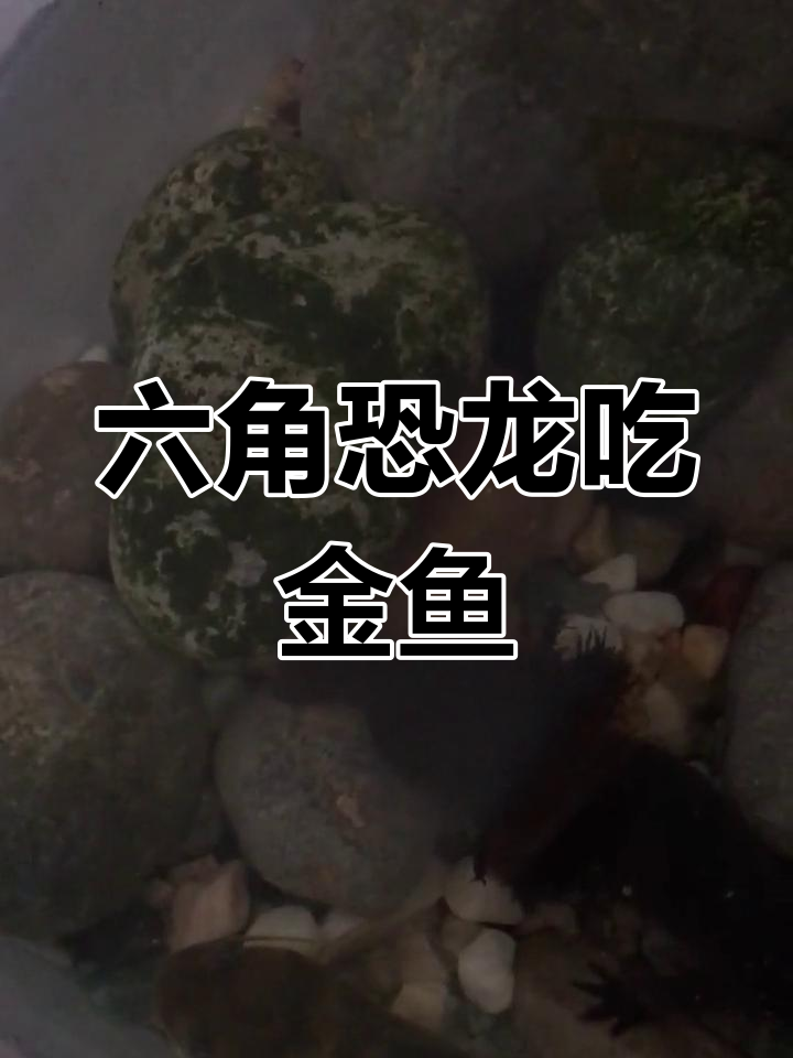 六角恐龙吃掉大眼金鱼,竟然有点费劲