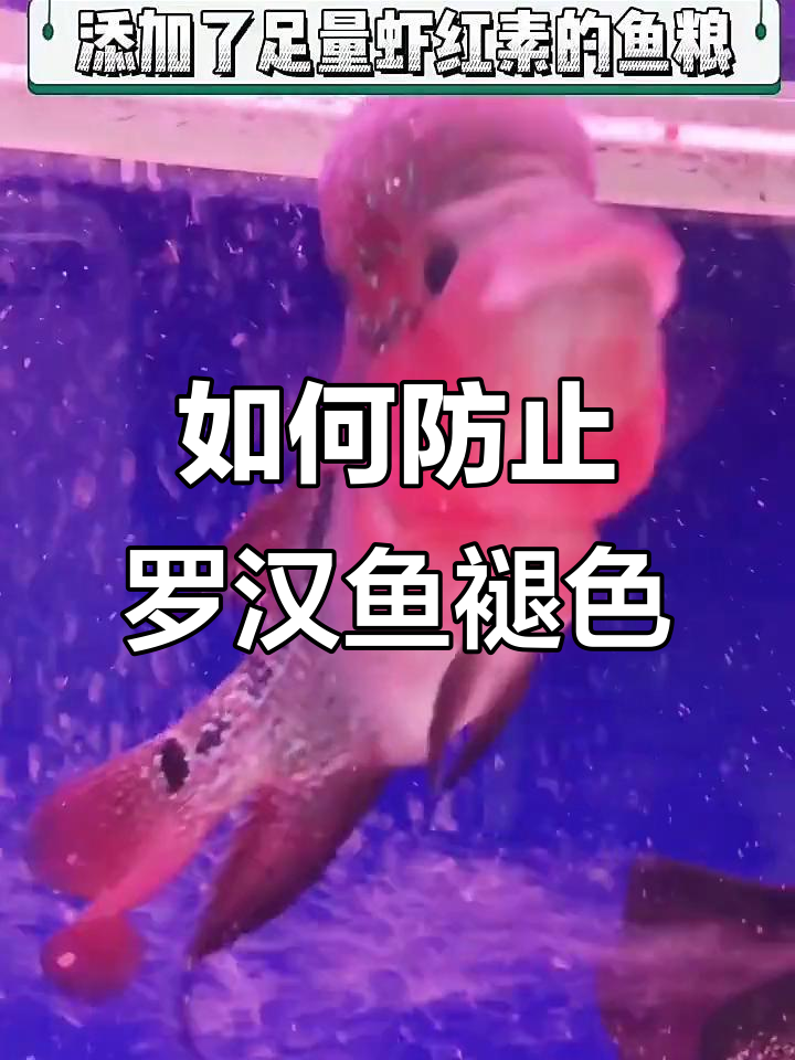 罗汉鱼褪色原因大揭秘,PH值和光照不可忽视