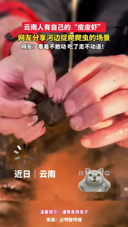 云南人有自己的“皮皮虾”,网友分享河边捉爬爬虫的场景。#云南#云南虫子#爬爬虫#奇怪美食
