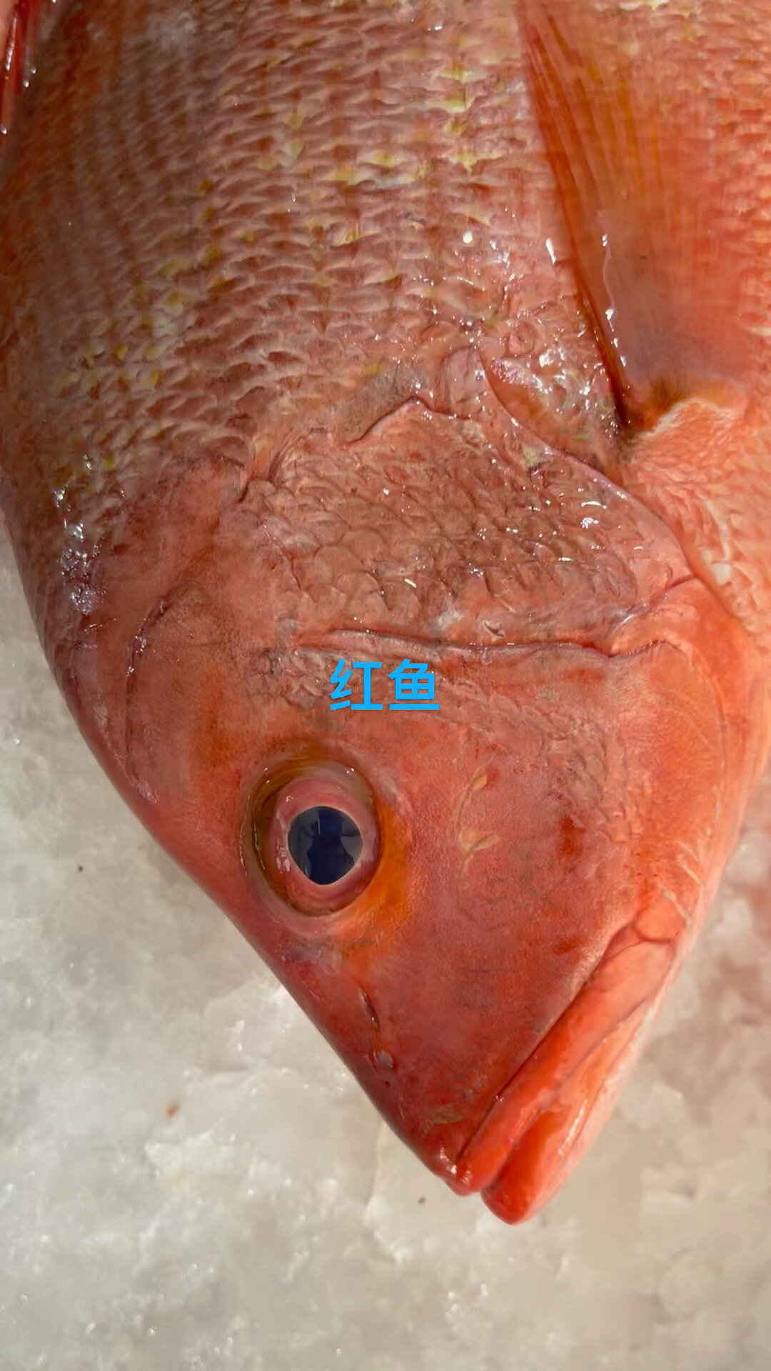红鳍笛鲷(学名:Lutjanus erythropterus)是