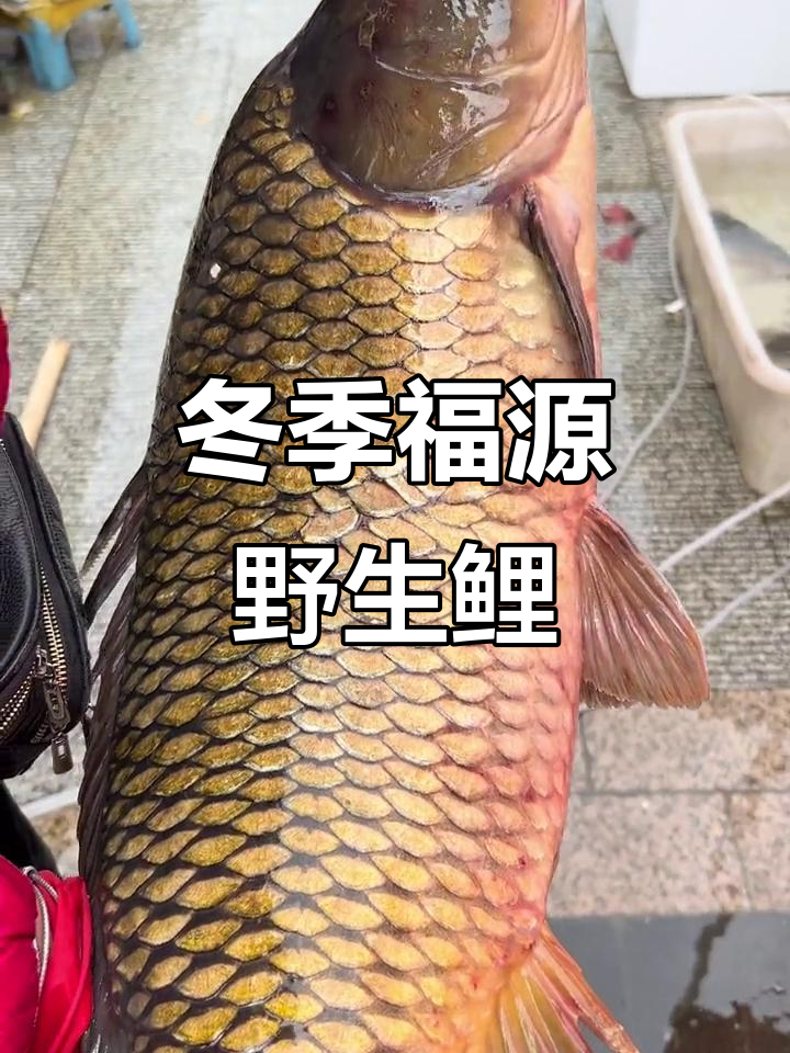 乌苏里江野生金色鲤鱼，16斤大鲤跃龙门