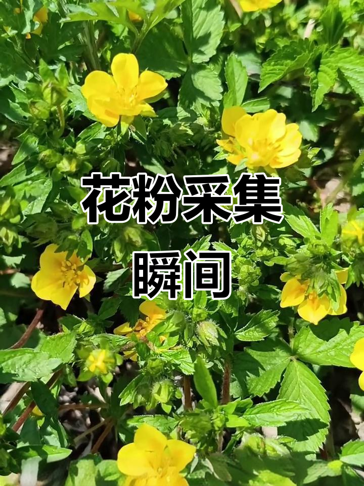 莓叶委陵菜,叶子如草莓簇生,飞虫正忙着采花粉