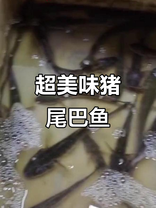 猪尾巴鱼鲜美无比,肉质细腻让人停不下来