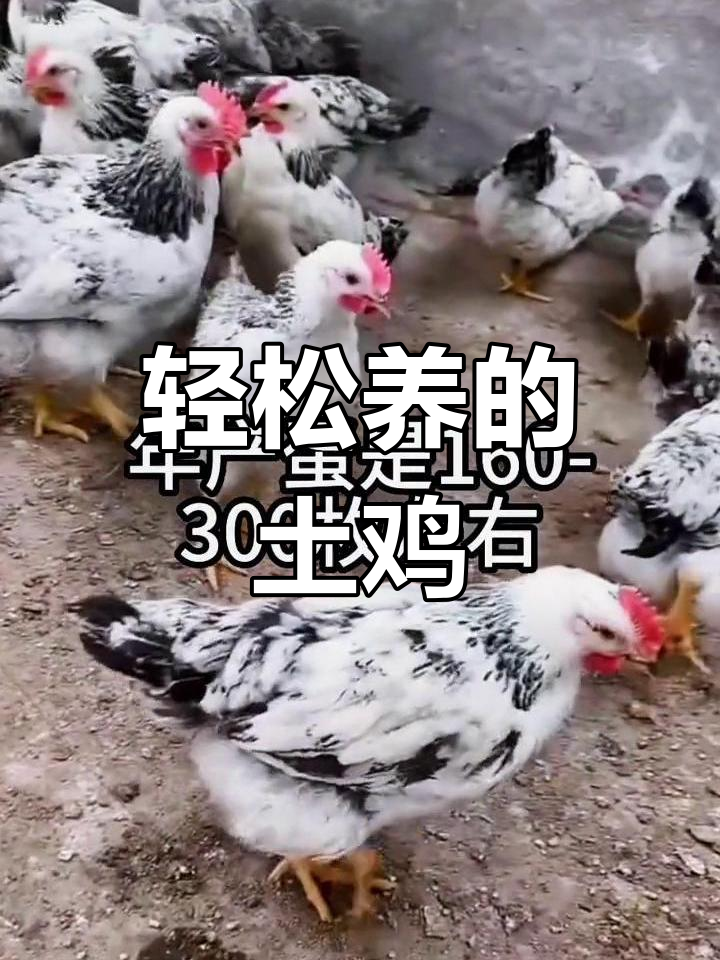 白芦花鸡,散养好选择