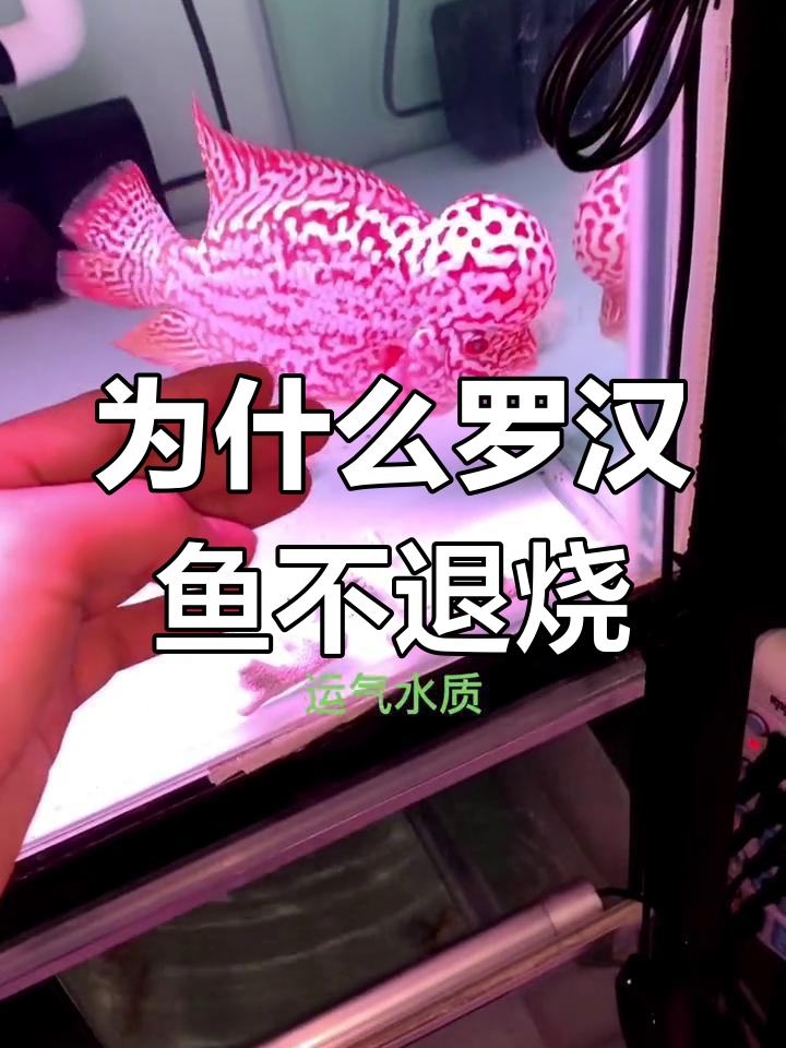 罗汉鱼退杀几率揭秘