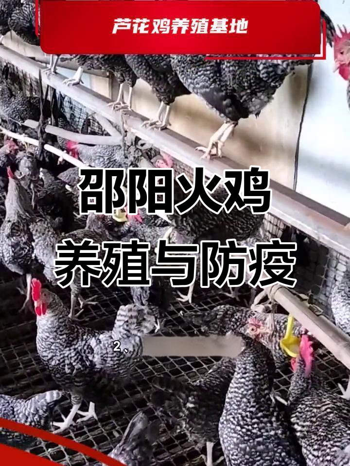 邵阳市火鸡养殖基地推荐,芦花鸡疾病防治技巧