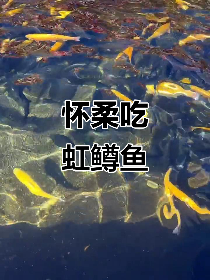 北京怀柔虹鳟鱼金鳟鱼,秋季美味不容错过!