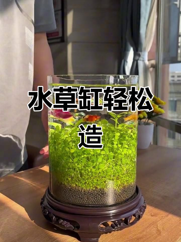 无需复杂设备，水草缸轻松打造，美丽又简洁！