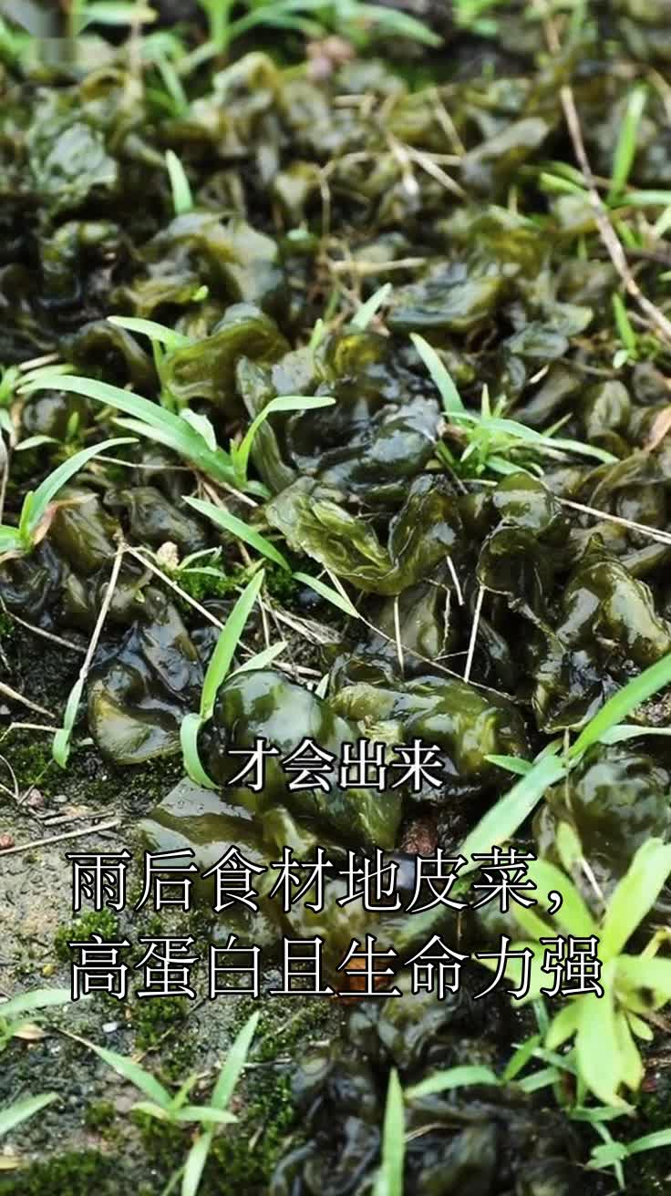 雨后食材地皮菜,高蛋白且生命力强