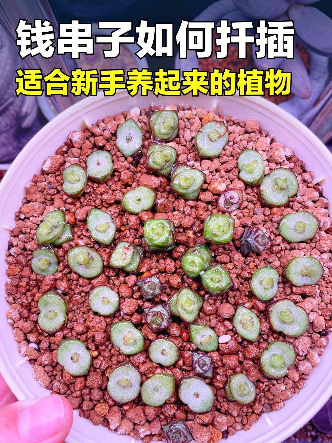 钱串子多肉植物如何扦插?