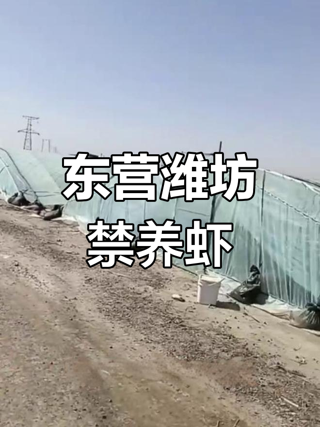 山东东营、潍坊禁养虾,养殖户如何应对?