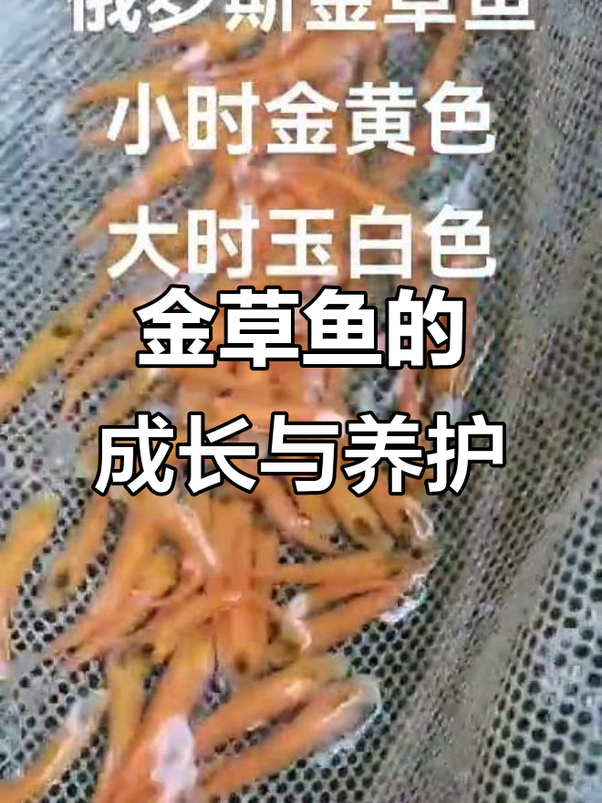 俄罗斯金草鱼：从小黄到大白，养殖技巧全揭秘