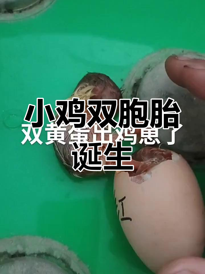 双胞胎小鸡出生,人工孵化过程惊心动魄