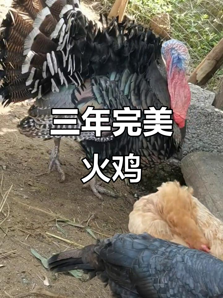 三年火鸡公母大比拼,发情时像孔雀开屏一样惊艳