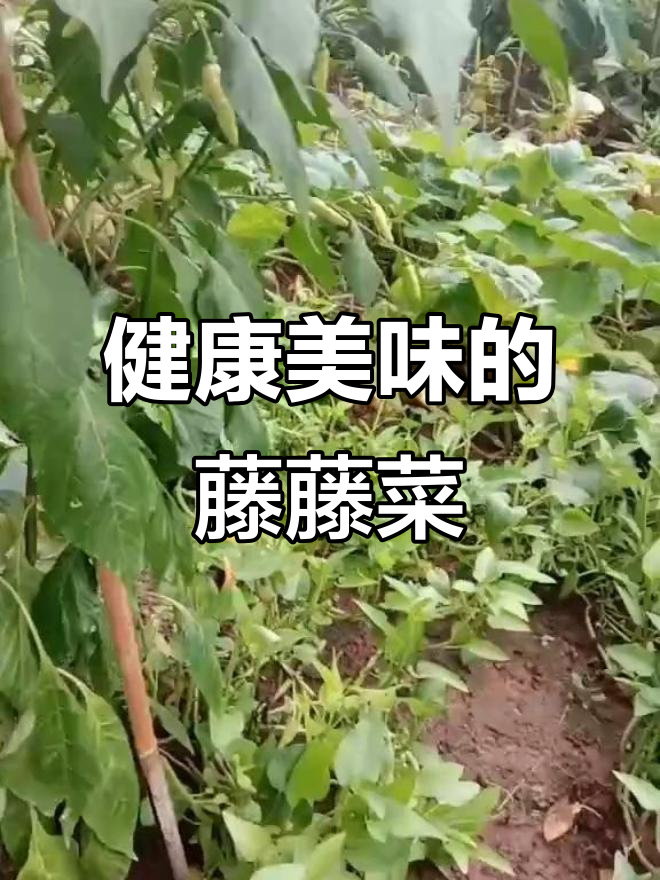 四川藤藤菜,吃了让人年轻又健康