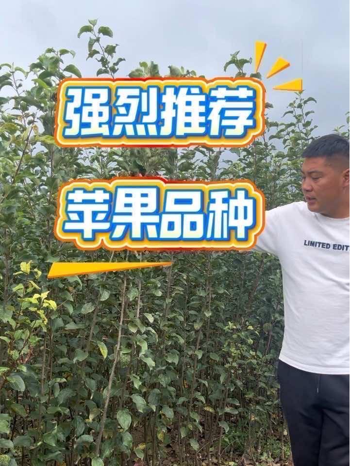 海棠是嫁接苹果苗应用最广的砧木,适应性强,抗逆性好 果树种植 乐淇苹果苗 新疆 乡村振兴 