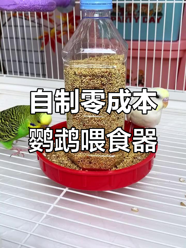 利用废饮料瓶DIY鹦鹉喂食器,简单又实用