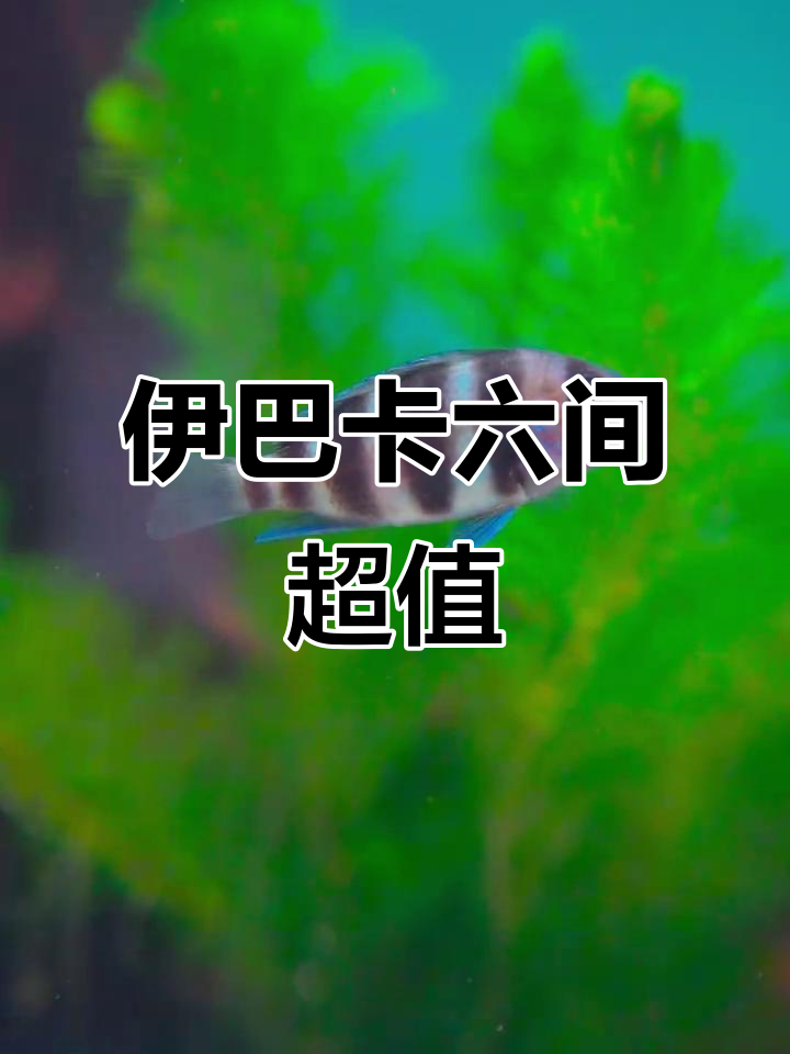 伊巴卡六间性价比高,三湖慈鲷里的优雅选择