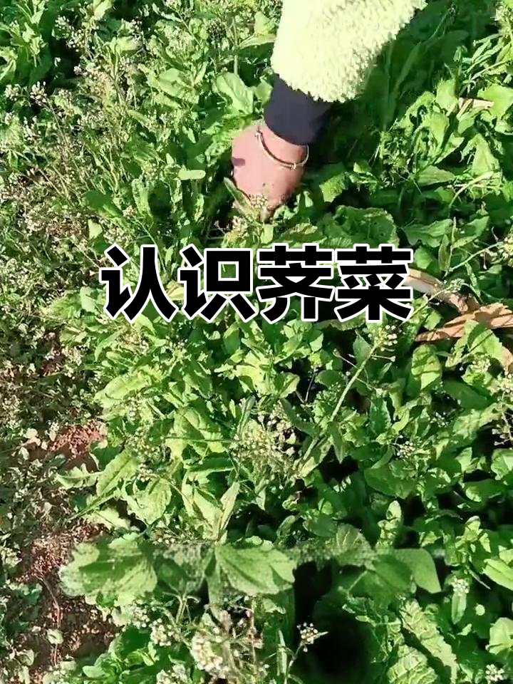荠菜的生长环境与特征