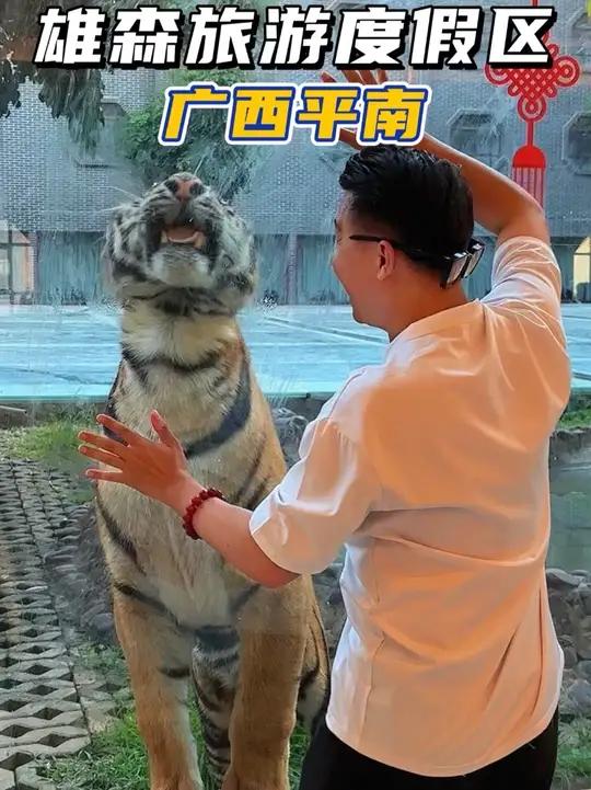 雄森旅游度假区 雄森动物大世界真的好多老虎啊
