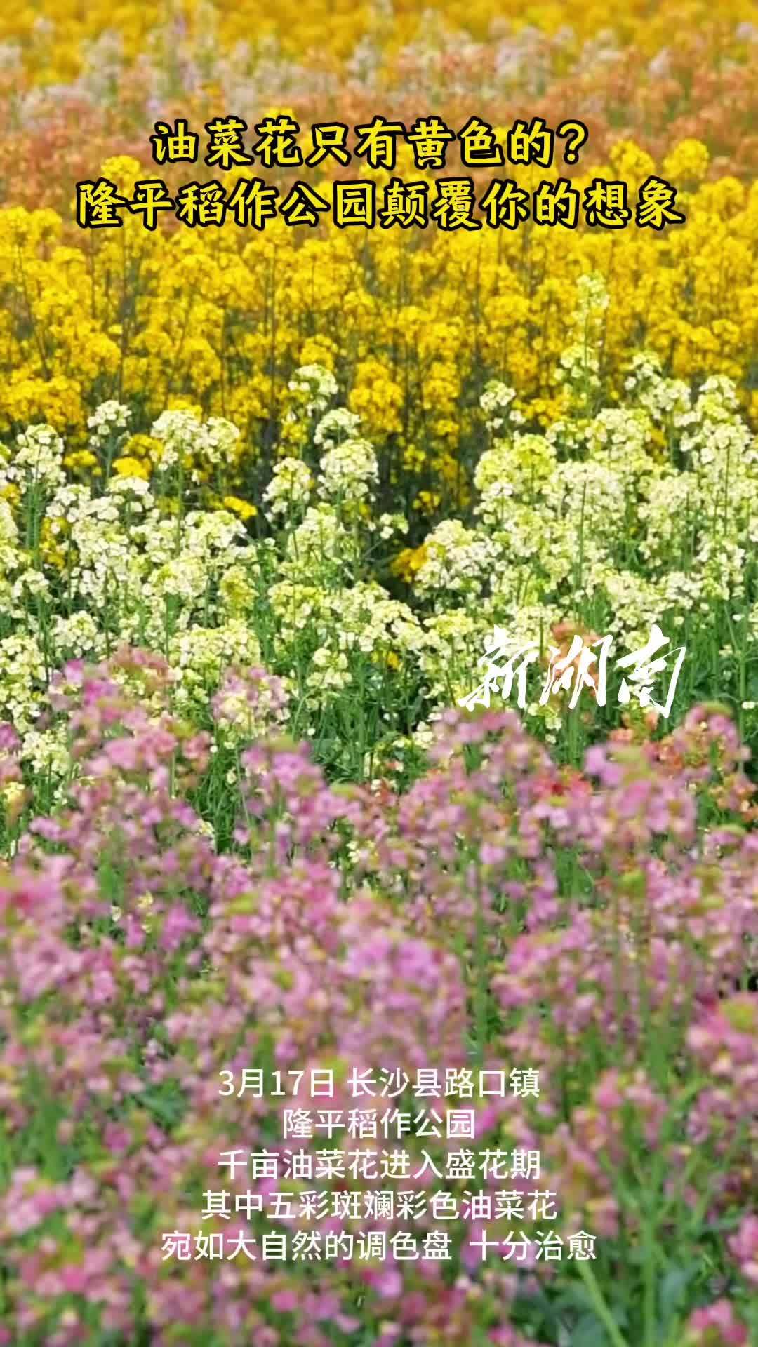隆平稻作公园彩色油菜花颠覆你的想象