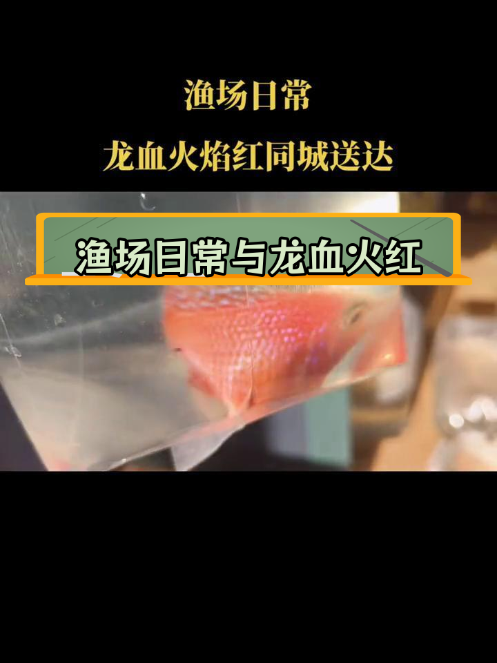 龙血火焰红三湖慈鲷,同城配送观赏鱼