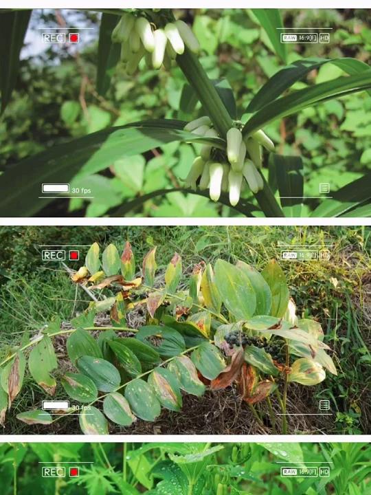 魅力中草药每日一药之黄精,全景展示药材从田间到药房的生命历程!药为医之魂,药材好、药才好!