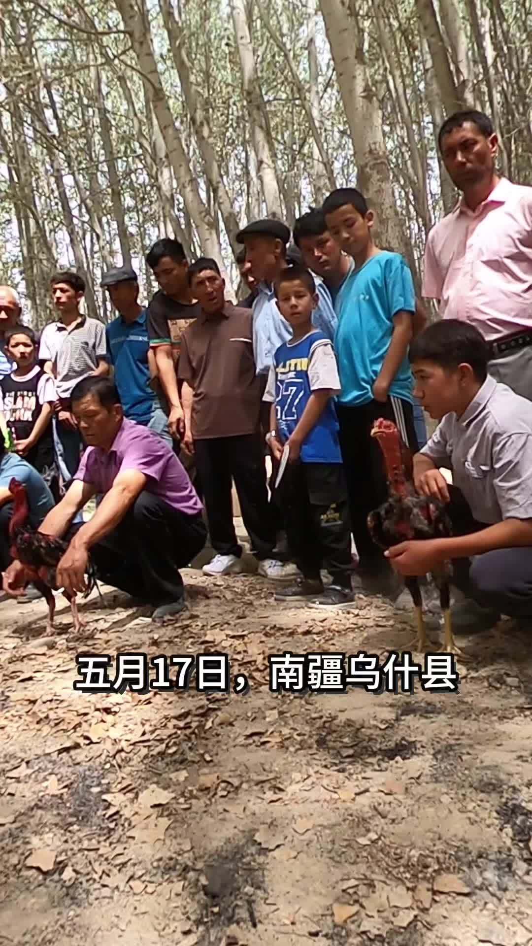 你瞅啥?瞅你咋地 难得一见的南疆斗鸡场面 新疆旅游 现场 夏天