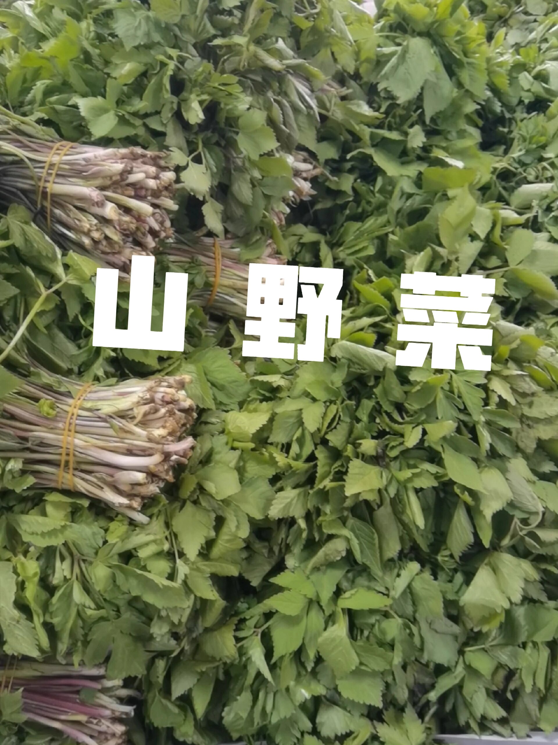 东北的山野菜大叶芹
