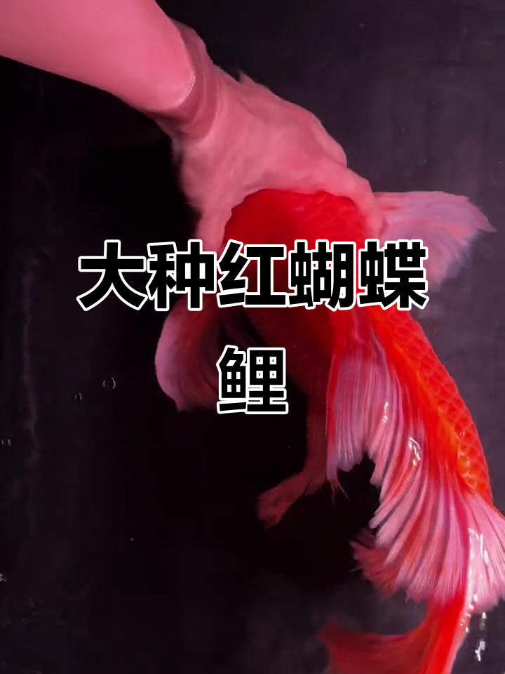37公分大翅膀红蝴蝶鲤,公鱼一年半超宽体惊艳登场