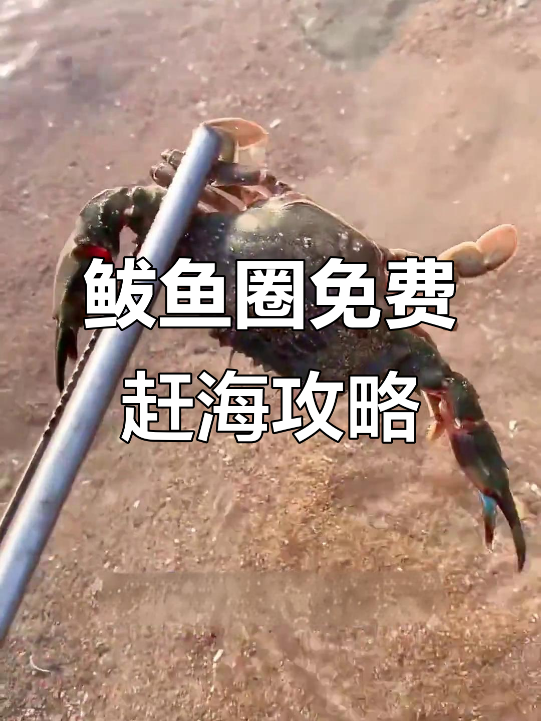 鲅鱼圈三大免费赶海地,暑假体验快乐!