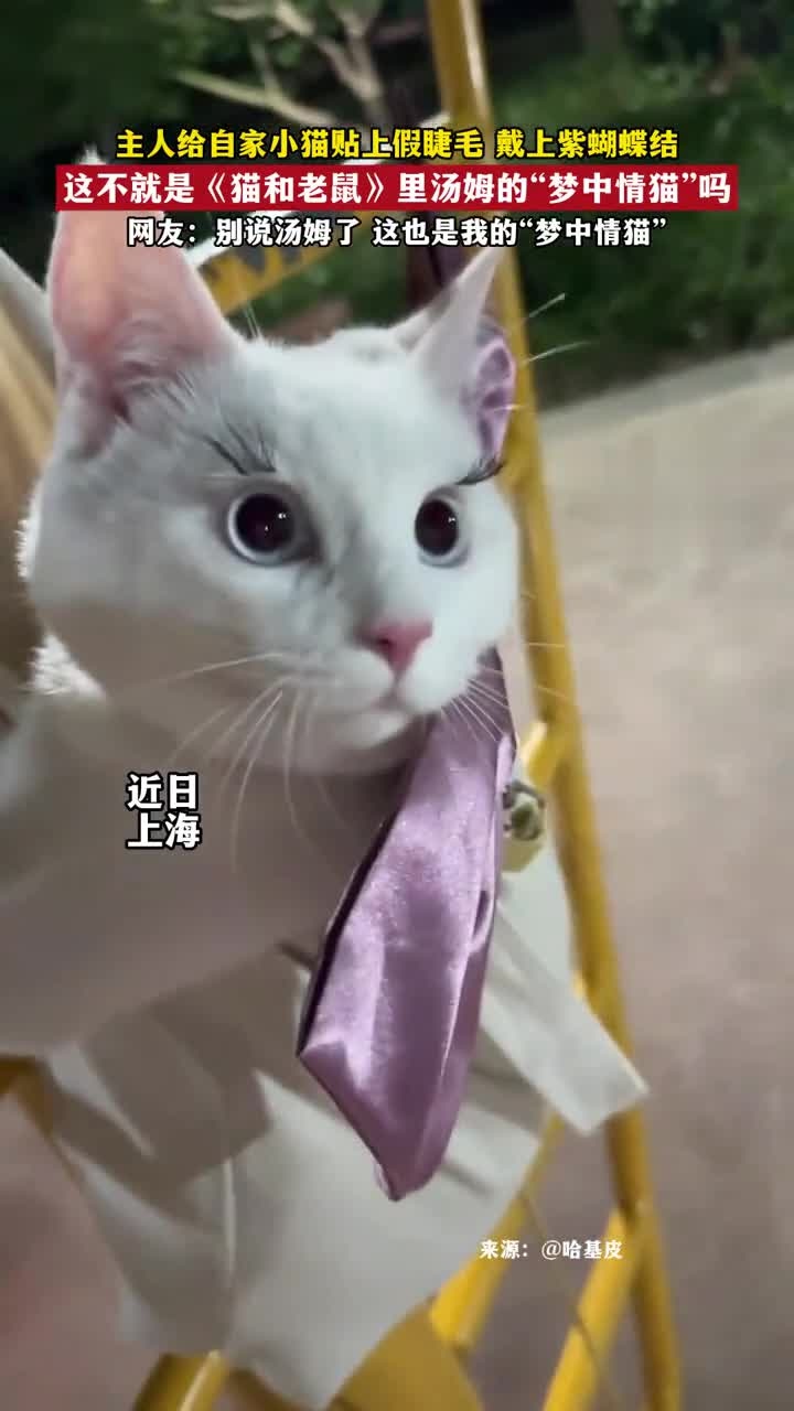 主人给自家小猫贴上假睫毛,戴上紫蝴蝶结,这不就是《猫和老鼠》里汤姆的“梦中情猫”吗~