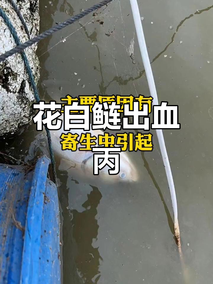 花白鲢出血病大揭秘,养殖户必看!