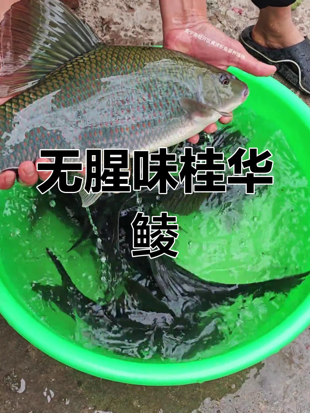 桂华鲮鱼:鲜甜无腥,沉香味道让人惊艳