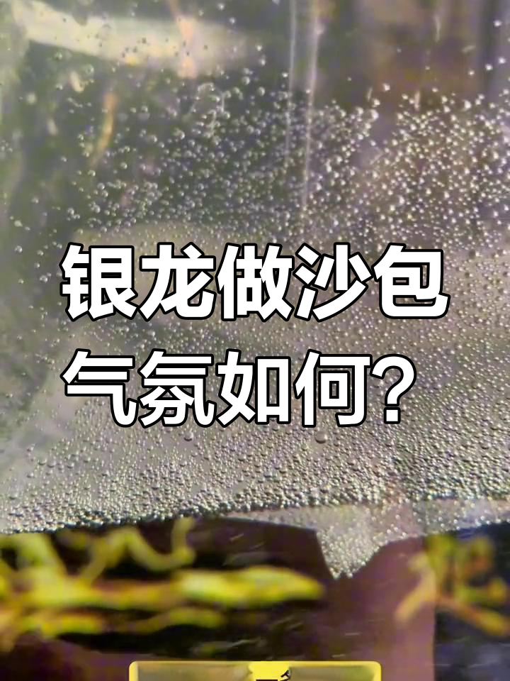 龙鱼混养大作战:红龙、金龙与银龙的“沙包”计划